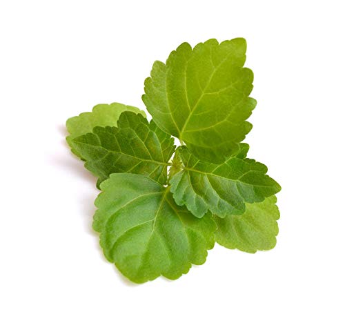 US Organic 100% Pure Patchouli Essential Oil - USDA Certified Organic, Steam Distilled - W/Euro droppers (More Size Variations Available) (10 ml / .33 fl oz)