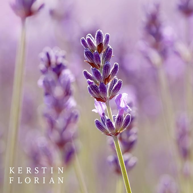 Kerstin Florian Organic Clarifying Lavender Facial Oil | Moisturizing Face Oil with Sea Buckthorn, Argan & Jojoba Oils for All Skin Types | 1 fl oz